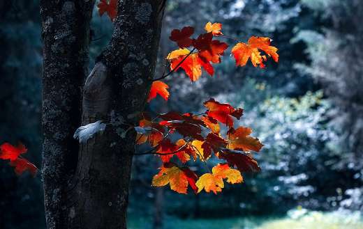 Autumn leaves