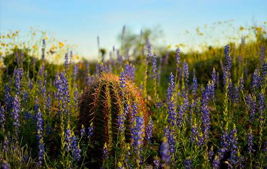 Beautiful cactus flower