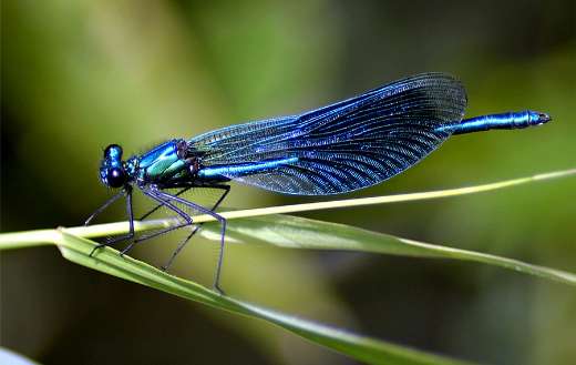 Blue dragonfly