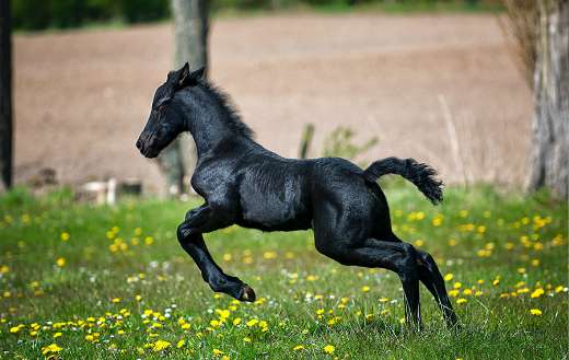 Cute baby black horse puzzle