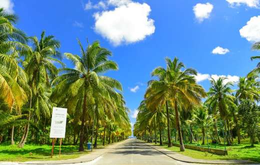 Gray concrete road between palm