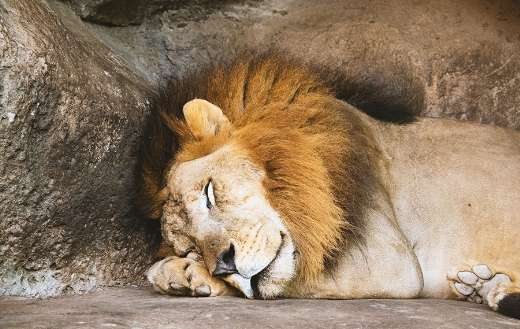 Lion sleeping in den online