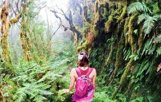 Mount Madjaas Culasi Antique online