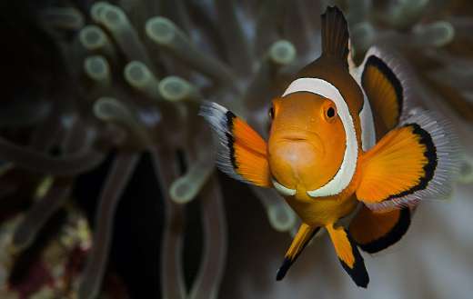 Ocellaris clownfish puzzle