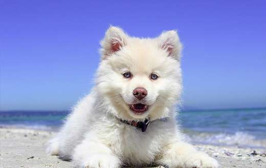White husky puppy online