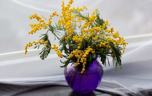 Yellow and purple mimosa flower
