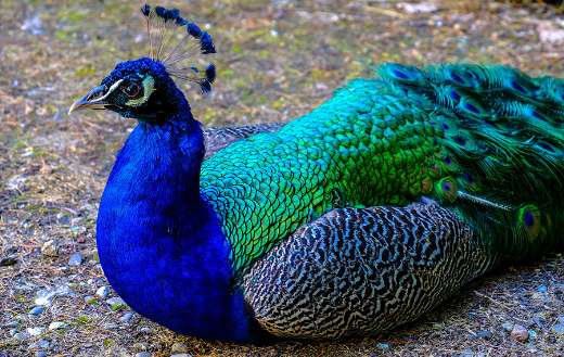 Beautiful peacock colors