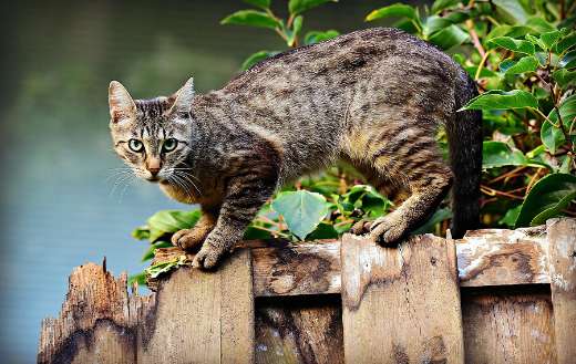 Black and brown cat online