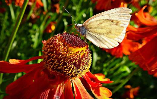 Butterfly in flower online