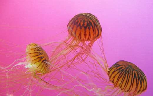 Closeup photo of jellyfish