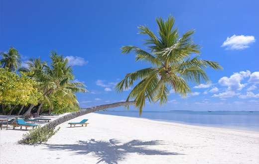 Coconut trees by the sea