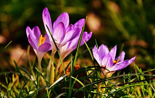 Crocus flowers puzzle