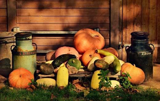 Different kinds pumpkin online