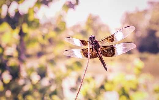 Dragonfly photo online