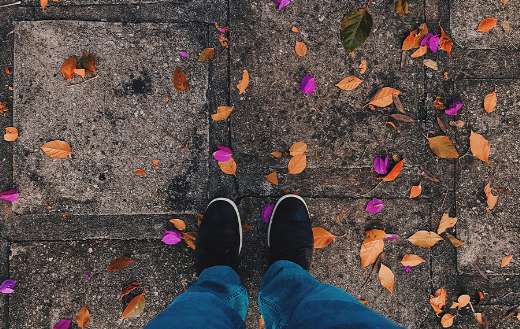 Dried leaves in the ground