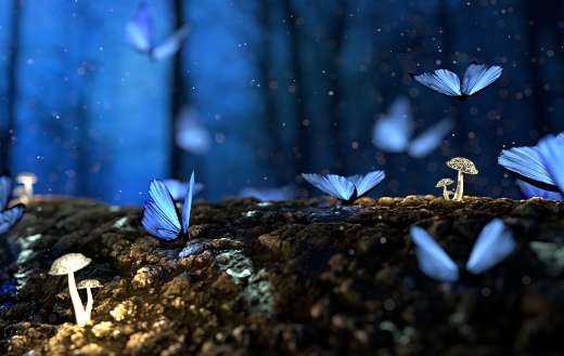 Fairies in forest online