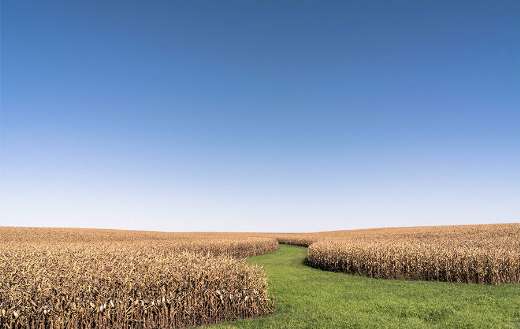 Corn farm under blue sky