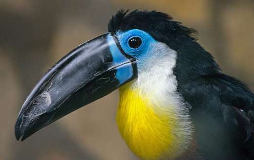 Toucan bird photo online