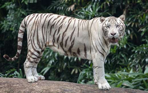 White tiger puzzle