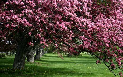 Apple trees blooming flowers