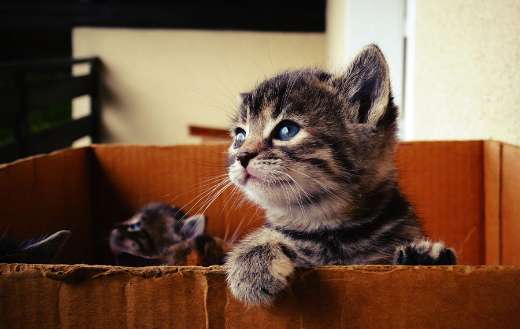 Baby kitten in box online