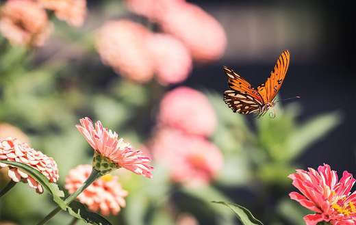 Butterfly and flowers online