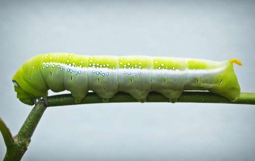 Green silk worm caterpillar