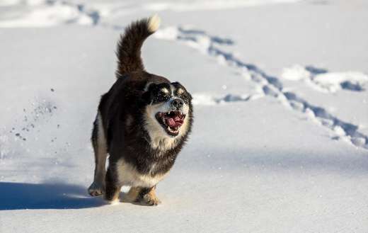 Happy dog in the snow
