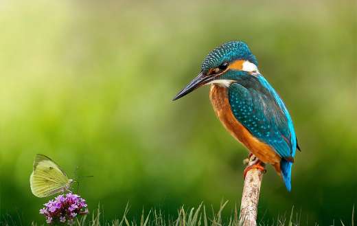 Kingfisher puzzle