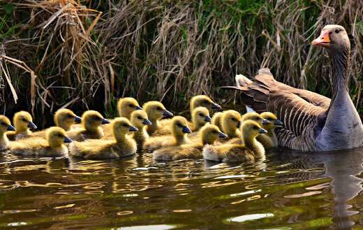 Mother goose with babies
