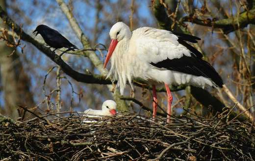 Mother stork online