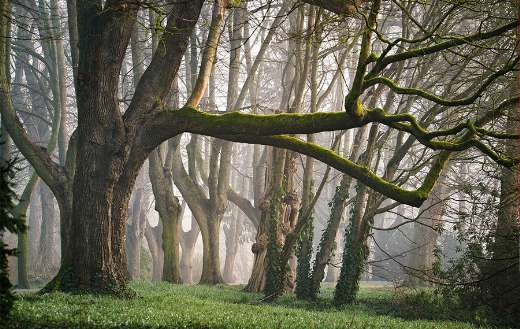 Mystery forest puzzle