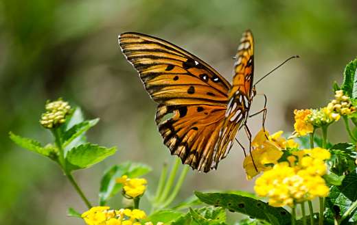 Nature flower with butterfly