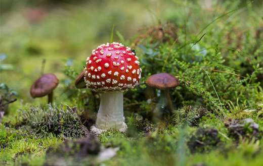 Nature plant during autumn photo