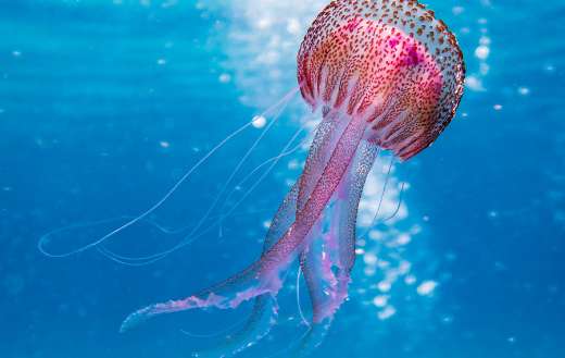 Pink and brown jellyfish