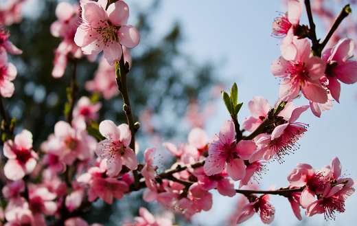 Pink cherry blossom in bloom