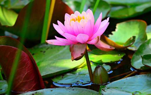 Pink water lily online