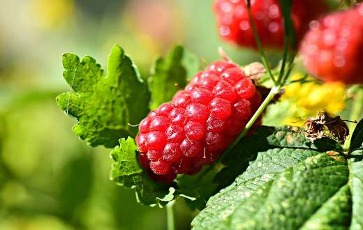 Raspberries fruits online
