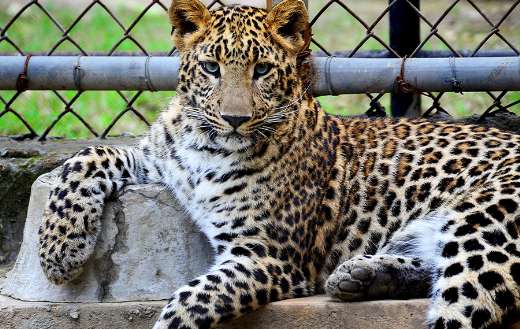 Relaxing tiger animal puzzle