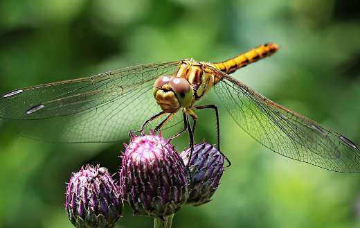 Resting dragonfly puzzle