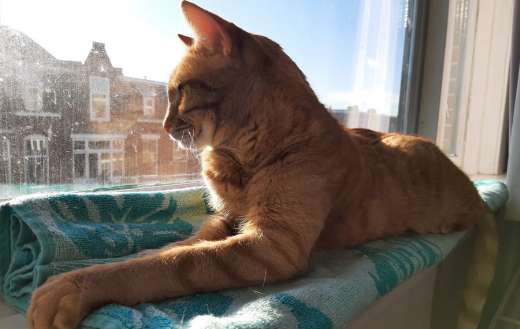 Sjaak laying comfortably