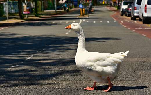 White goose in the road online