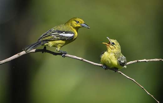Birds fledgling mother and child