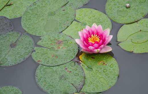 Chinese garden pond water lily close up