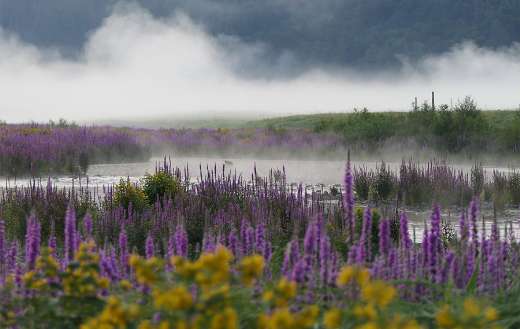 Field meadow lake plants flowers weeds