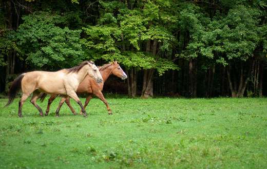 Horses in field with trees online