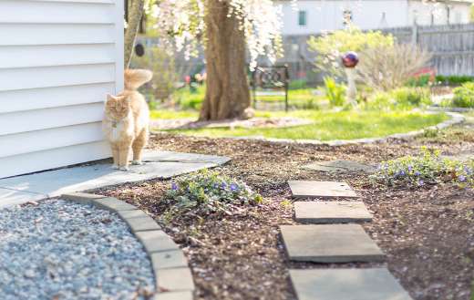 Orange cat patio yard puzzle