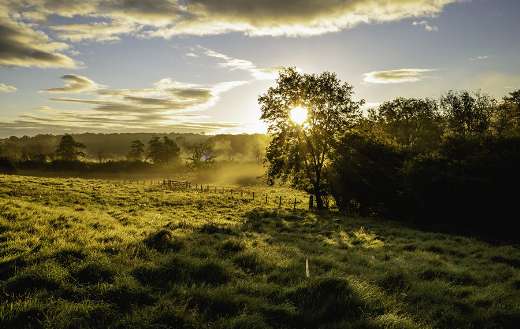 Pasture field sunset online
