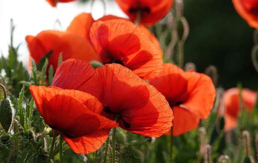 Poppy red flowers plant online