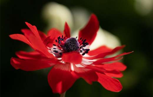 Red flower anemone